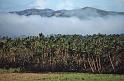 WT 0100 006-08 Fiji